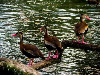 Ducks in lake