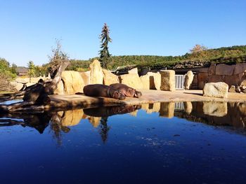 Animals by rocks against water