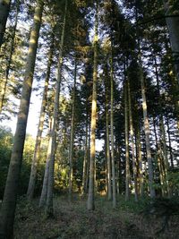 Low angle view of bamboo trees in forest