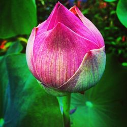 Close-up of pink flower