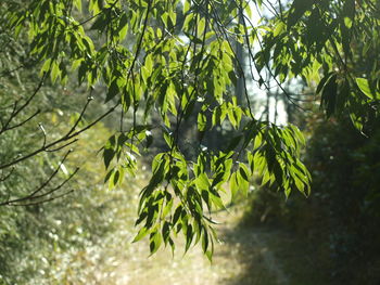 Close-up of leaves against blurred background