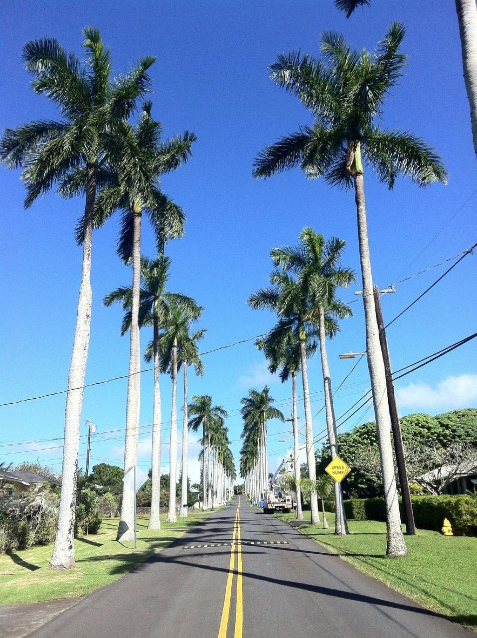 the way forward, tree, palm tree, road, diminishing perspective, transportation, clear sky, blue, vanishing point, treelined, long, empty road, road marking, sky, tree trunk, empty, street, growth, sunlight, day