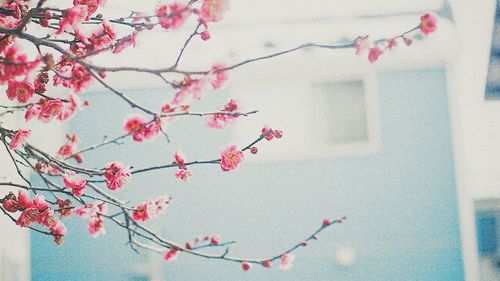 Pink flowers blooming on tree