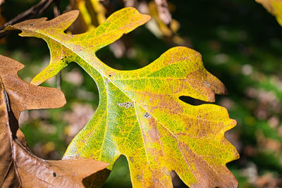 Close-up of maple leaves on plant during autumn