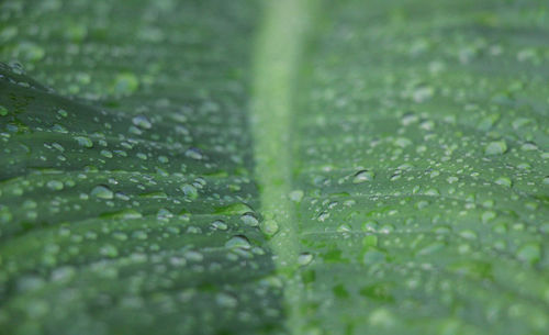 Close-up of wet leaves on rainy day