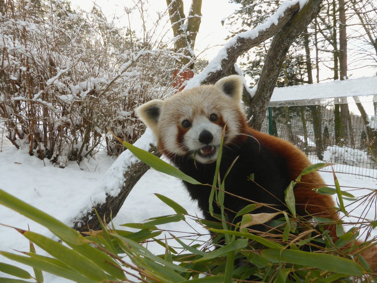 animal themes, one animal, mammal, nature, tree, winter, looking at camera, cold temperature, portrait, snow, no people, outdoors, day, pets, plant, animals in the wild, close-up, dog, domestic animals