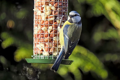 Close-up of bird perching on feeder