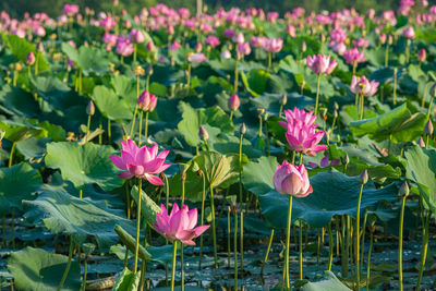 Close-up of pink water lily in lake