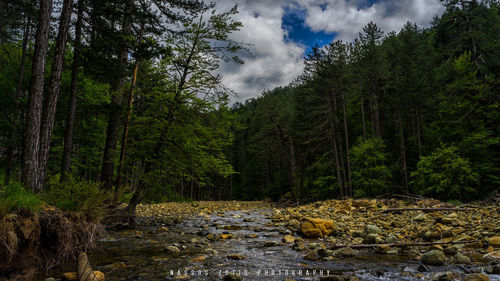 Scenic view of forest against sky