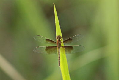 Close-up of insect on plant