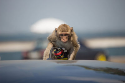 Monkey sitting on car roof