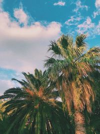 Low angle view of palm tree against sky