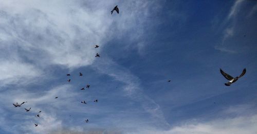 Low angle view of birds flying in sky