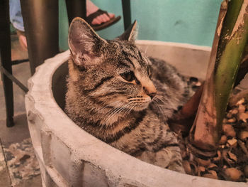 Close-up of a cat resting