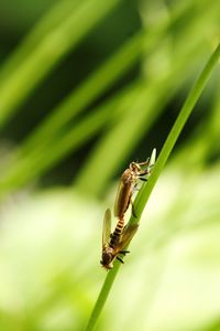 Close-up of insect on plant