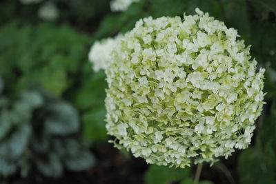 Close-up of white hydrangea plant