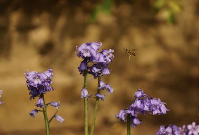 Close-up of bee pollinating on purple flower