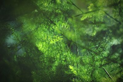 Close-up of leaves in forest