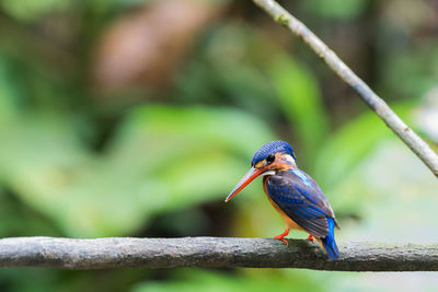 Close-up of bird perching on branch