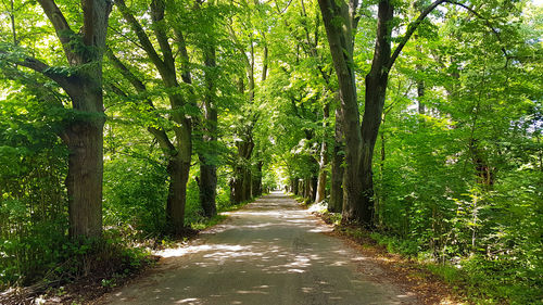 Road passing through forest