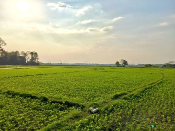 Scenic view of agricultural field against sky