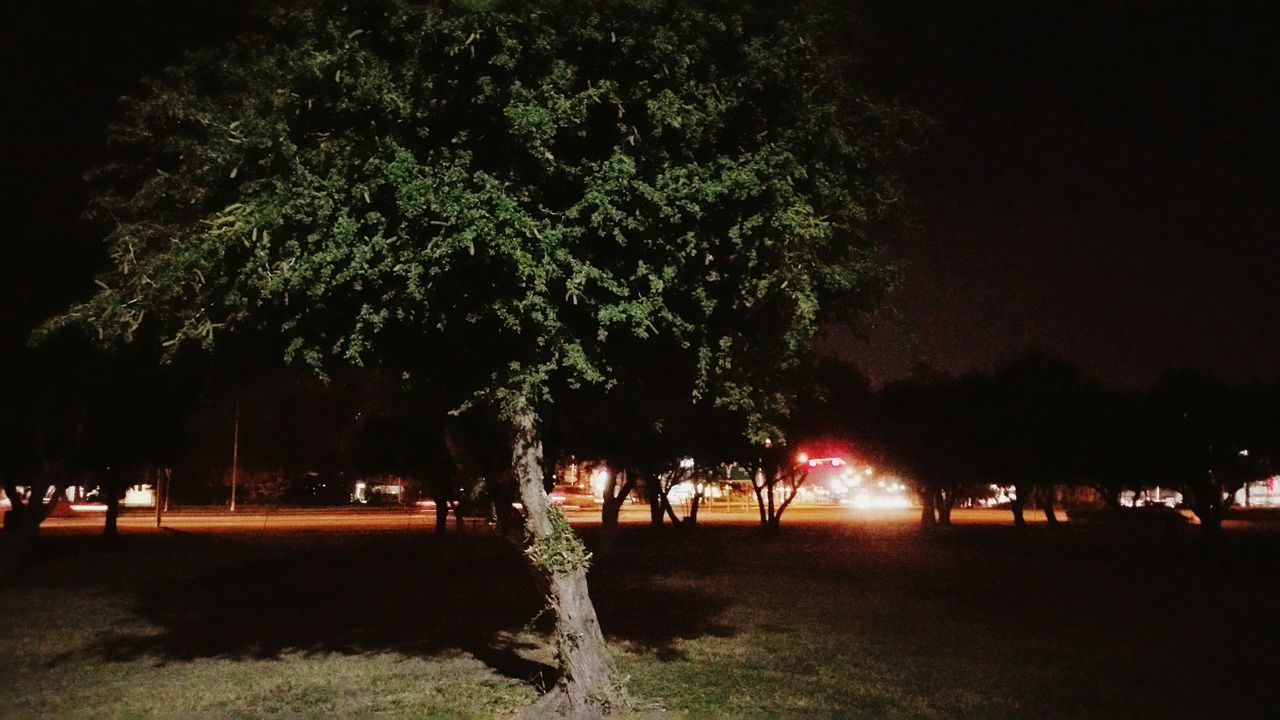 tree, night, field, grass, tranquility, park - man made space, tranquil scene, growth, landscape, nature, illuminated, beauty in nature, scenics, outdoors, incidental people, sky, footpath, green color, idyllic, park