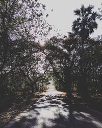 Road passing through trees