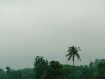 Low angle view of palm trees against sky