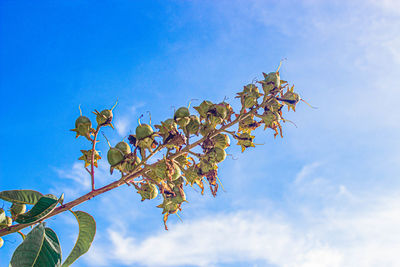 Low angle view of tree against blue sky