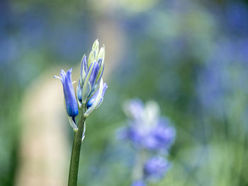 Close-up of purple flowering plant