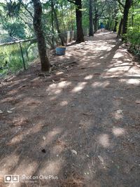 High angle view of footpath amidst trees in forest