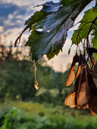 Close-up of butterfly on leaves