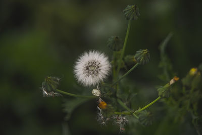 Close-up of dandelion against blurred background