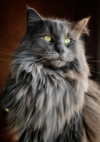 pet