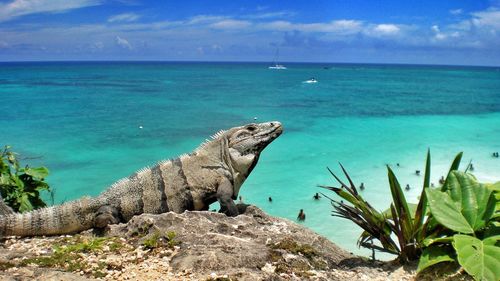 View of an iguana at cancún beach 
