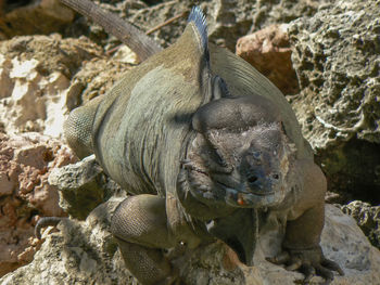 A rhinoceros iguana - cyclura cornuta