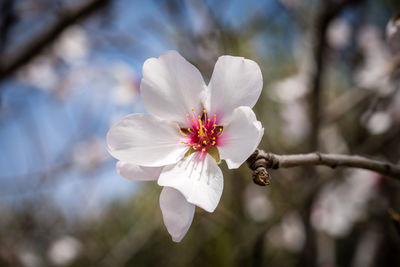 Close-up of white flower