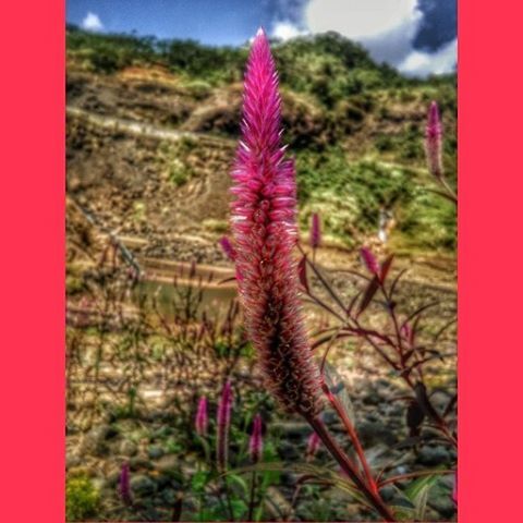 flower, focus on foreground, growth, plant, beauty in nature, sky, nature, red, fragility, freshness, close-up, pink color, landscape, field, mountain, stem, tree, blooming, selective focus, day