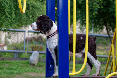 Dog in park