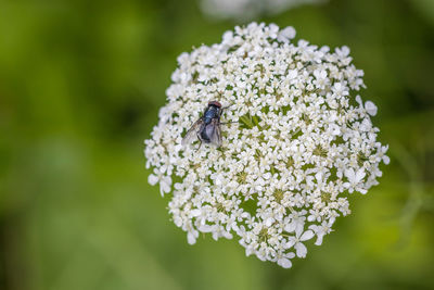 Close-up of insect on white flower