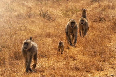 Monkeys on field