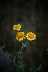 Close-up of yellow flowering plant on field