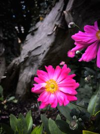 Close-up of pink cosmos flower blooming outdoors