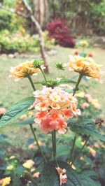 Close-up of flowers blooming outdoors