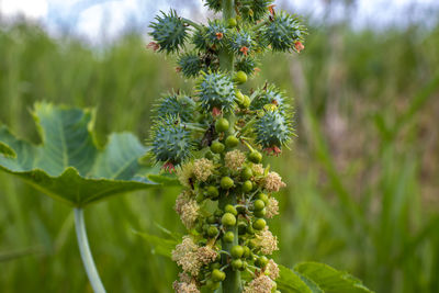 Castor beans plant on field in brazi castor bean seeds and flowers with selective focus