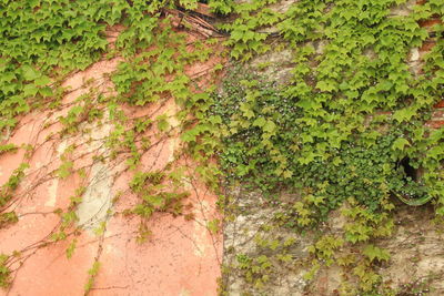 Full frame shot of tree trunk