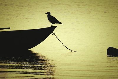 Birds in water