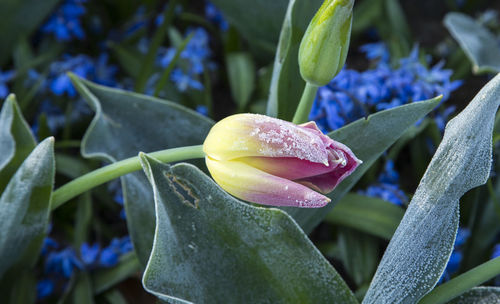 Close-up of wet purple flower