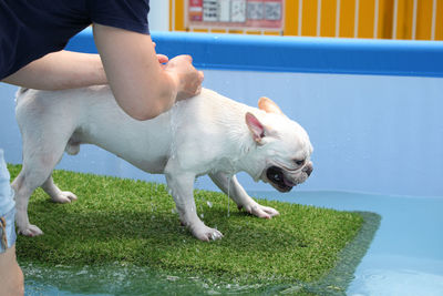 Two dogs in water