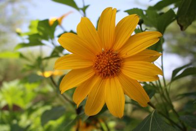 Close-up of yellow flower